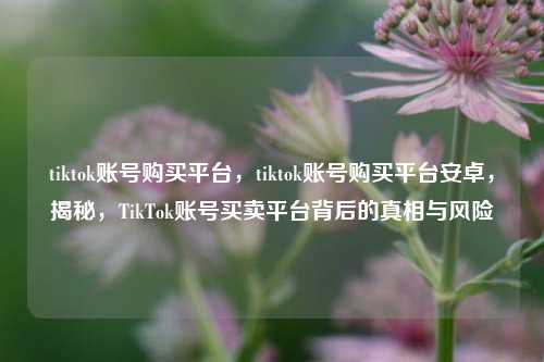 tiktok账号购买平台，tiktok账号购买平台安卓，揭秘，TikTok账号买卖平台背后的真相与风险