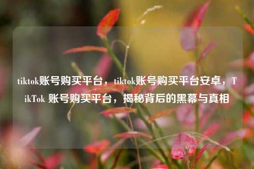 tiktok账号购买平台，tiktok账号购买平台安卓，TikTok 账号购买平台，揭秘背后的黑幕与真相