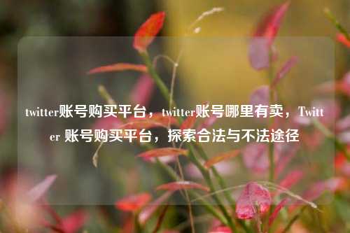 twitter账号购买平台，twitter账号哪里有卖，Twitter 账号购买平台，探索合法与不法途径