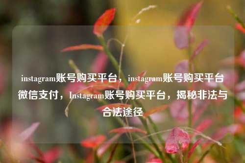instagram账号购买平台，instagram账号购买平台微信支付，Instagram账号购买平台，揭秘非法与合法途径