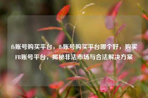 fb账号购买平台，fb账号购买平台哪个好，购买FB账号平台，揭秘非法市场与合法解决方案