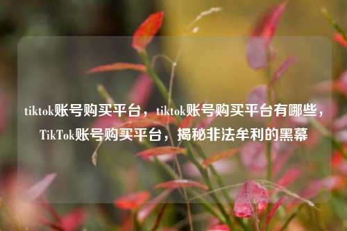 tiktok账号购买平台，tiktok账号购买平台有哪些，TikTok账号购买平台，揭秘非法牟利的黑幕