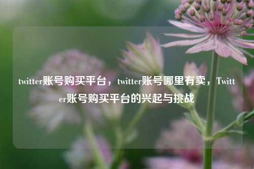 twitter账号购买平台，twitter账号哪里有卖，Twitter账号购买平台的兴起与挑战