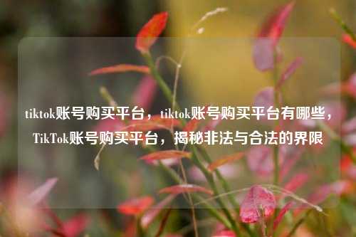 tiktok账号购买平台，tiktok账号购买平台有哪些，TikTok账号购买平台，揭秘非法与合法的界限