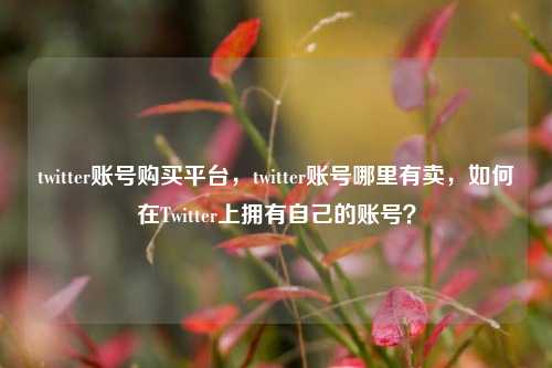 twitter账号购买平台，twitter账号哪里有卖，如何在Twitter上拥有自己的账号？  第1张
