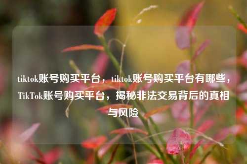 tiktok账号购买平台，tiktok账号购买平台有哪些，TikTok账号购买平台，揭秘非法交易背后的真相与风险