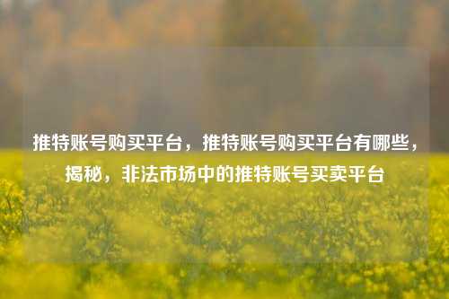 推特账号购买平台，推特账号购买平台有哪些，揭秘，非法市场中的推特账号买卖平台