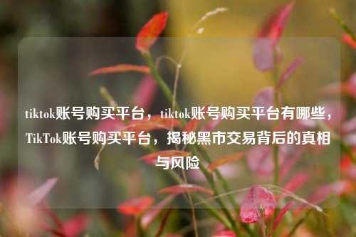 tiktok账号购买平台，tiktok账号购买平台有哪些，TikTok账号购买平台，揭秘黑市交易背后的真相与风险