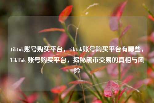 tiktok账号购买平台，tiktok账号购买平台有哪些，TikTok 账号购买平台，揭秘黑市交易的真相与风险