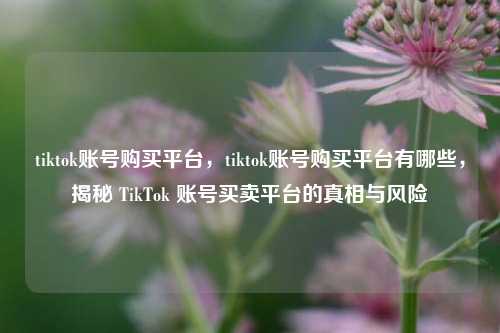 tiktok账号购买平台，tiktok账号购买平台有哪些，揭秘 TikTok 账号买卖平台的真相与风险
