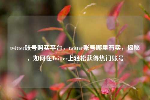 twitter账号购买平台，twitter账号哪里有卖，揭秘，如何在Twitter上轻松获得热门账号