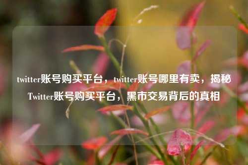 twitter账号购买平台，twitter账号哪里有卖，揭秘Twitter账号购买平台，黑市交易背后的真相