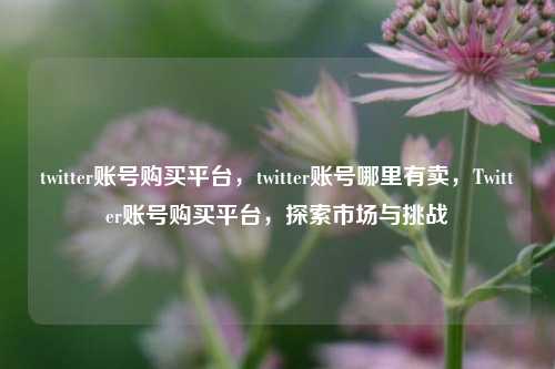 twitter账号购买平台，twitter账号哪里有卖，Twitter账号购买平台，探索市场与挑战