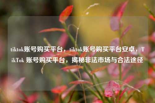 tiktok账号购买平台，tiktok账号购买平台安卓，TikTok 账号购买平台，揭秘非法市场与合法途径