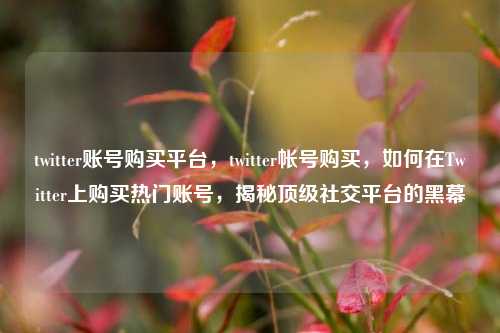 twitter账号购买平台，twitter帐号购买，如何在Twitter上购买热门账号，揭秘顶级社交平台的黑幕