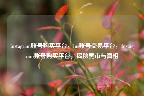 instagram账号购买平台，ins账号交易平台，Instagram账号购买平台，揭秘黑市与真相
