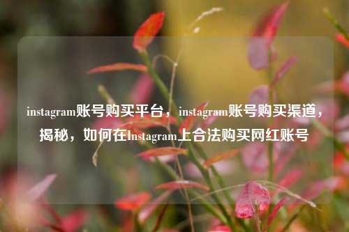 instagram账号购买平台，instagram账号购买渠道，揭秘，如何在Instagram上合法购买网红账号