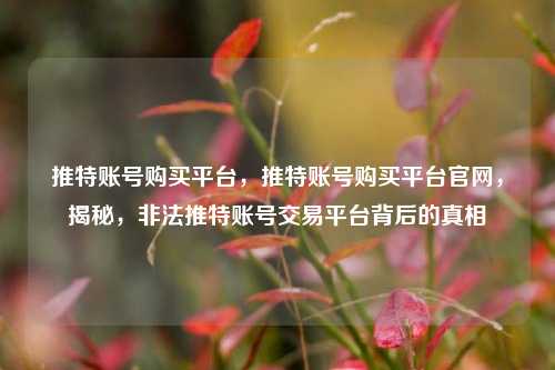 推特账号购买平台，推特账号购买平台官网，揭秘，非法推特账号交易平台背后的真相