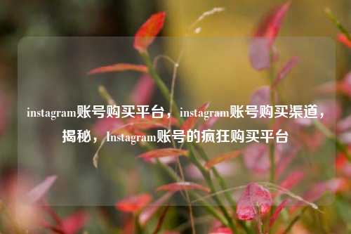instagram账号购买平台，instagram账号购买渠道，揭秘，Instagram账号的疯狂购买平台
